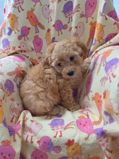 Adorable Female puppy ready to go ... Recently to vet for first shots and vet check up... Puppies ar...