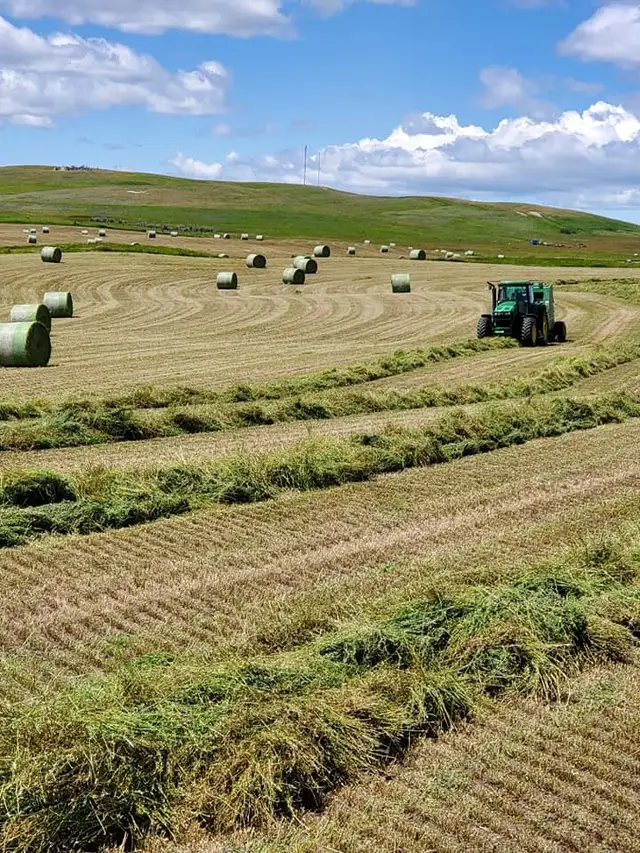 Alfalfa Seed, $4.00/lb, Inoculated in Other in Saskatoon - Image 5