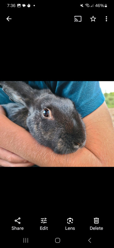 LOVING, CUDDLY MALE BUNNY NEEDS A HOME - 3 YEARS OLD in Small Animals for Rehoming in Sault Ste. Marie - Image 4