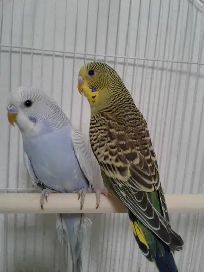 SUPER FRIENDLY BUDGIES $50 PER PAIR, View more