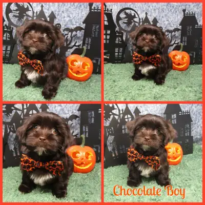 Gorgeous Nonshedding Havapoo Pups!, View more