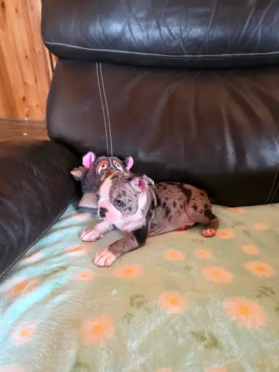 Chiots Boston-Terrier Exotique, View more