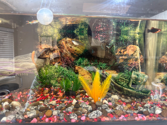 full setup for sale in Fish for Rehoming in Abbotsford