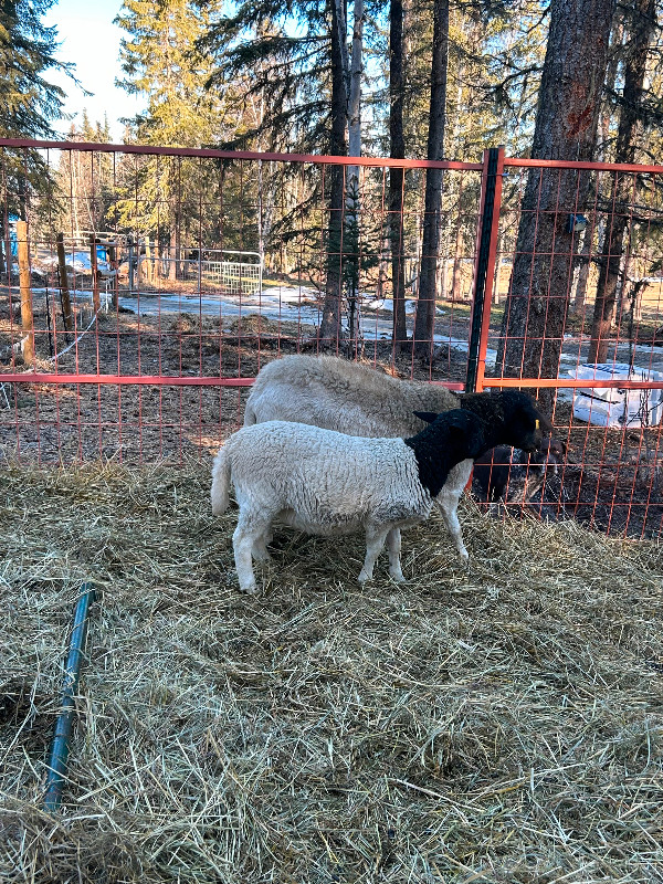 Sheep-Dorper ram lamb, ewe lambs and yearlings in Livestock in Quesnel - Image 2