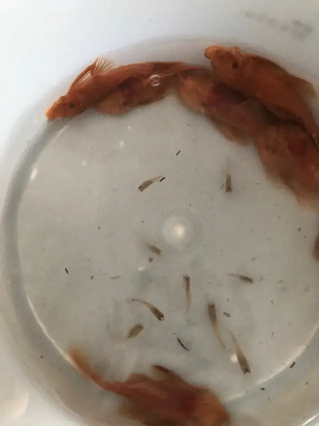 Adult Red BN in Fish for Rehoming in Woodstock - Image 4