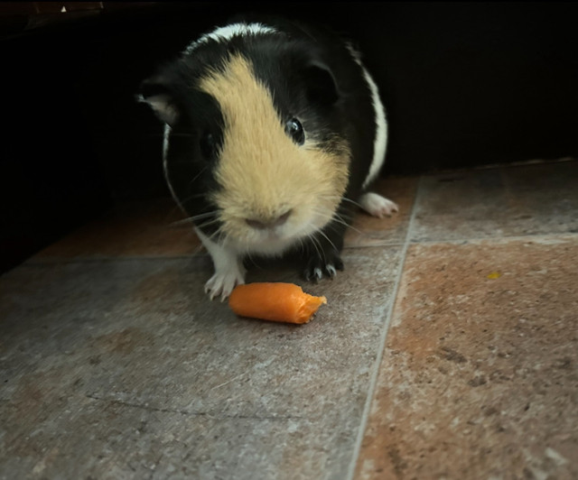Male Guinea Pig - free in Other Pets for Rehoming in North Bay - Image 4