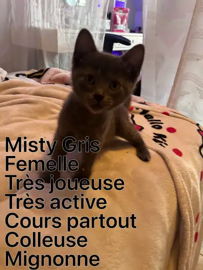 bébé chat à vendre !, View more