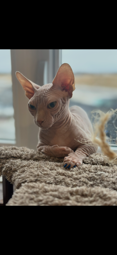 SPHYNX bambino groupe sanguin ️, View more