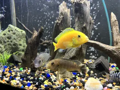 Approx 15 fish is this batch of cichlid cichlids fish for sale selling as a complete pack $180 Very...