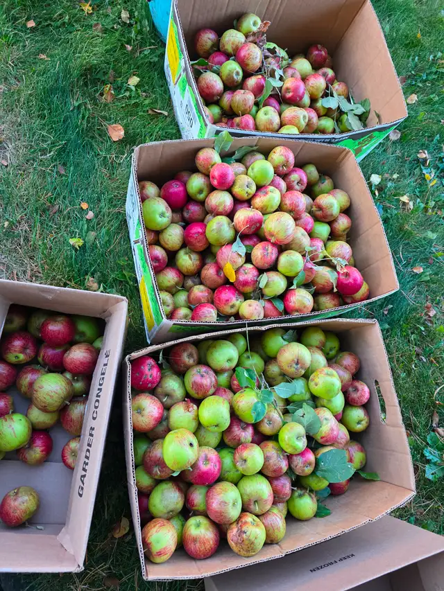 Free apples