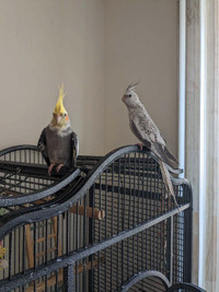 Cockatiel bonded pair 