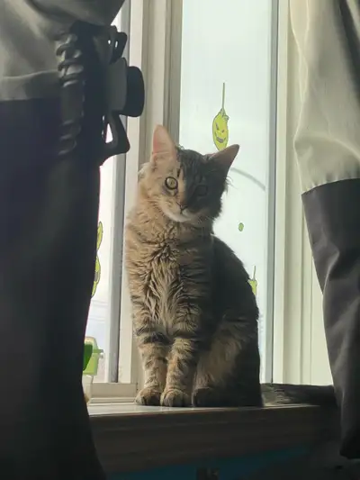 (Pending)looking for a new home for kittens, View more