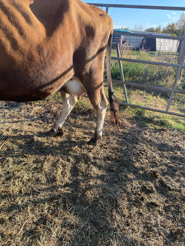 Bred Jersey Hiefer  in Livestock in Red Deer - Image 2