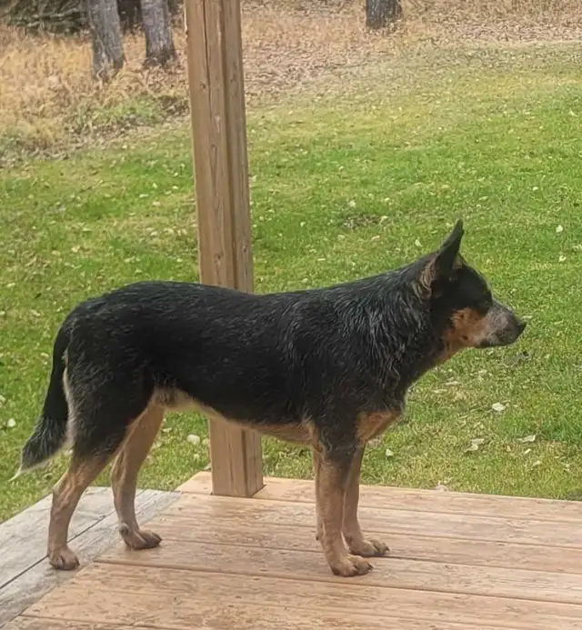 Amazing Purebred Australian cattle dog in Dogs & Puppies for Rehoming in Edmonton - Image 2