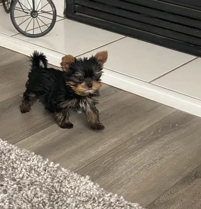 HIGH QUALITY MINIATURE YORKIE PUPPIES in Dogs & Puppies for Rehoming in City of Toronto - Image 4
