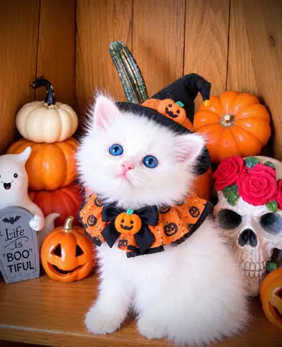 8 weeks Certified Hypoallergenic Siberian White Kittens, View more