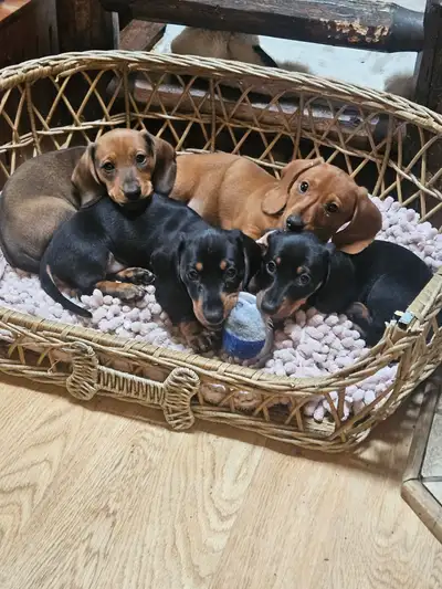 Miniature dachshund puppies, View more