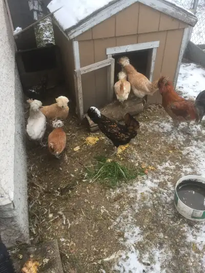 Polish chicken hatching eggs, View more