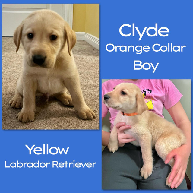 Labrador Retriever Puppies in Dogs & Puppies for Rehoming in Mississauga / Peel Region