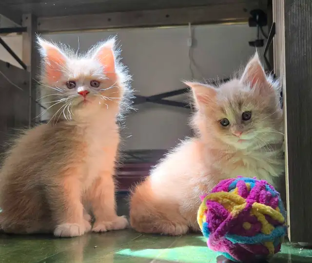 Maine Coon 2 femelles 3 mois - reayd to go in Cats & Kittens for Rehoming in Laval / North Shore - Image 5
