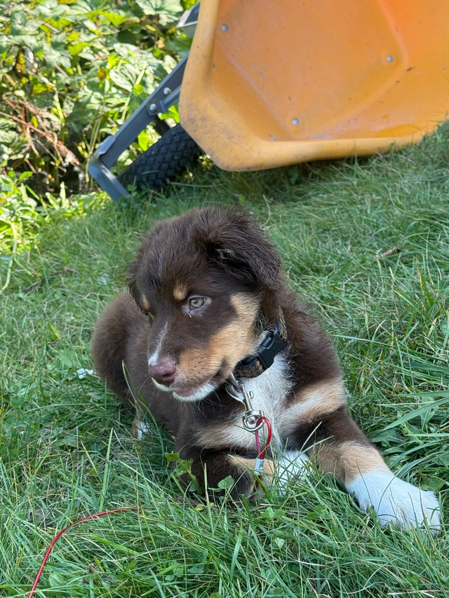 La portée étoilée dans Chiens et chiots à adopter  à Granby - Image 3