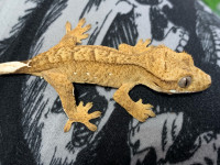 Juvenille male porthole crested gecko 