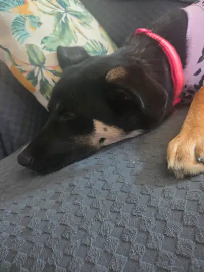 Puppy! 7 mths old Shepard x husky x lab, View more