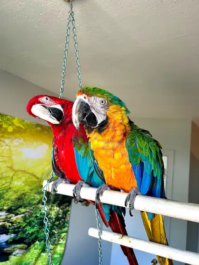 ✨1 Jeune Perroquet Ara Catalina✨ RARE Très manipulable / Social, View more