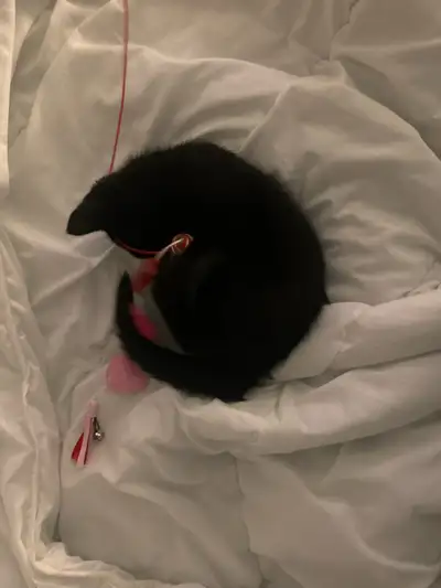 Kitten for sale, View more