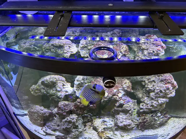Aquariums and Salt fish for sale in Fish for Rehoming in Barrie - Image 5