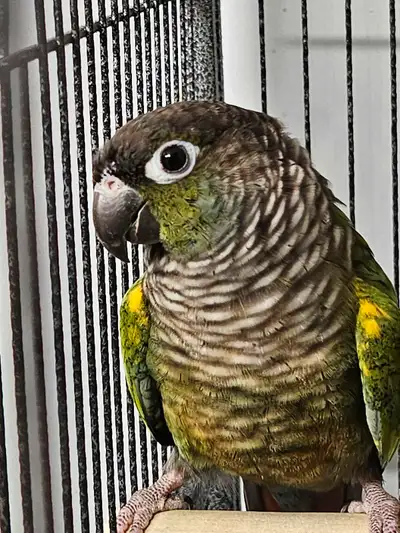 9 conures à joues vertes pour éleveurs /green cheeks for breeder, View more