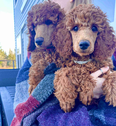 SMALL (Moyen) RED STANDARD POODLE PUPPIES CKC REG’D