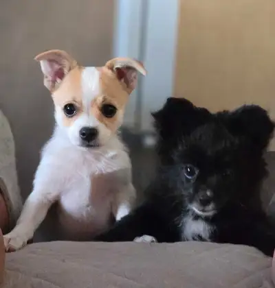 2 Pomchis ready for their forever homes, View more
