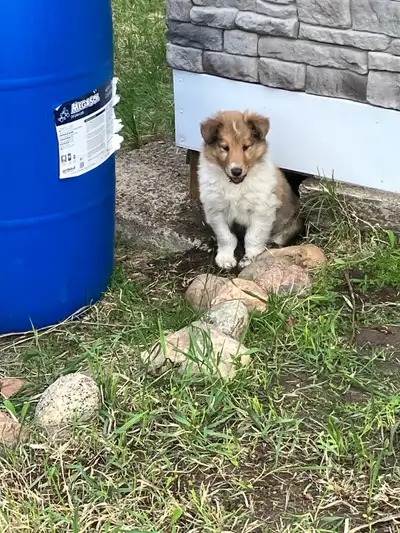 Prairie Rough Collies has beautiful Rough Collie puppies available from our sweet pair Rosie & Doug....