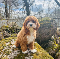 Royal valley puppies Guardian home 