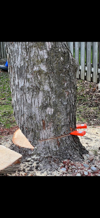 Arborist Tree Removal Service
