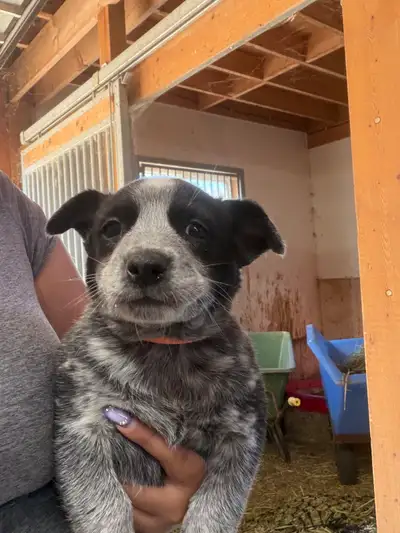 blue heeler puppies  for sale, View more