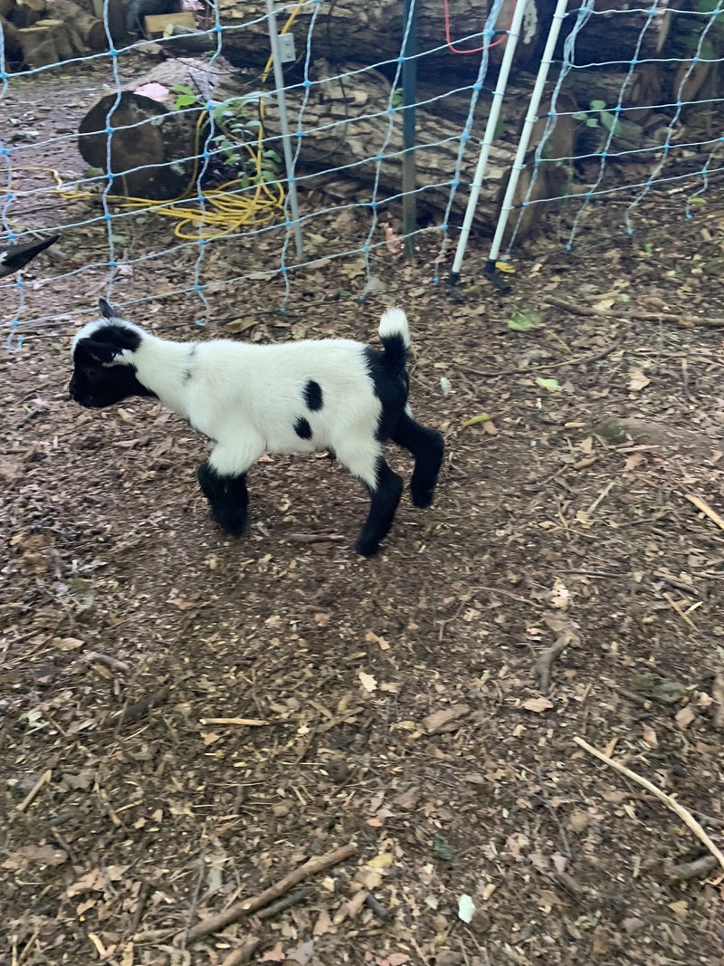 Pygmy goat babies ready to go Livestock Oakville / Halton Region