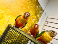 Bébé perroquet conure Yellowside et Ananas Facteur Rouge