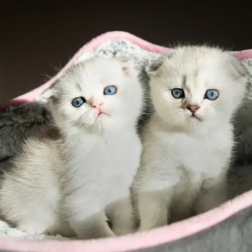 Top-quality kittens with exceptional temperament and beautiful features Born on March 27, 2026, thes...