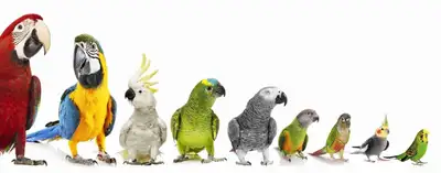 I BUY BIRDS, View more