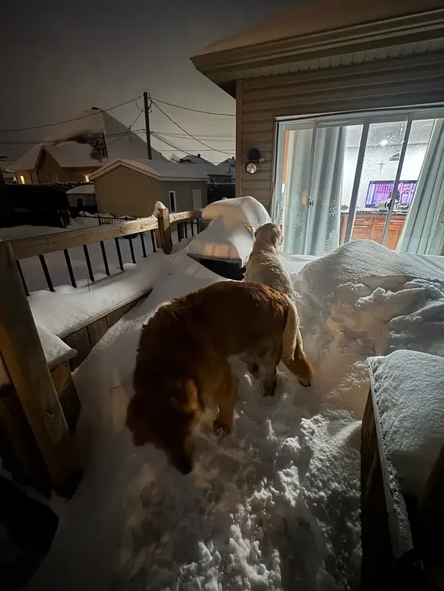 Chiots Golden retrievers PURE RACE in Dogs & Puppies for Rehoming in Laval / North Shore - Image 9