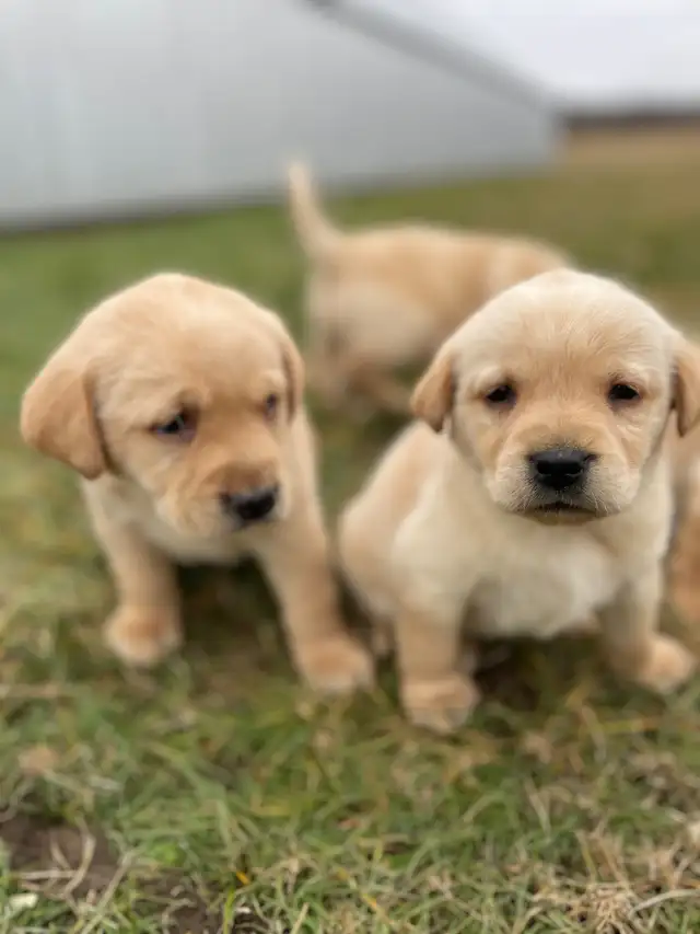 Lab Puppies For Sale in Dogs & Puppies for Rehoming in Norfolk County - Image 4