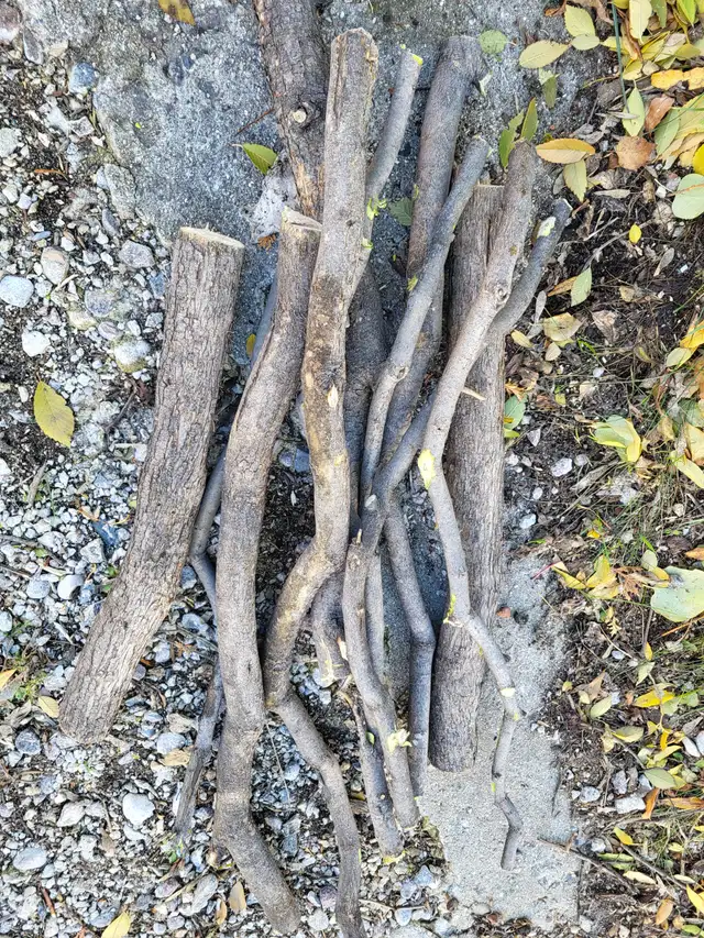Wood logs/branches FREE. About 1 dozen pieces. in Free Stuff in Winnipeg - Image 3