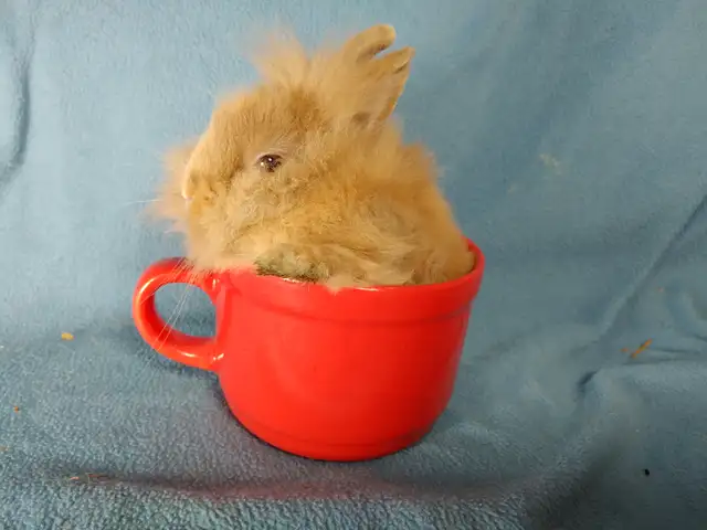 EXTRAORDINARY Lionhead, Netherland dwarf, Holland lop bunnies in Small Animals for Rehoming in Ottawa - Image 10