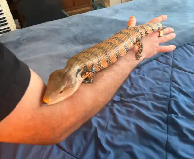 CBB Merauke Blue-Tongue Skink w/ bioactive enclosure, View more