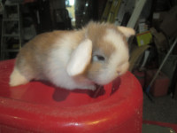 lapins mini belier (bébé)