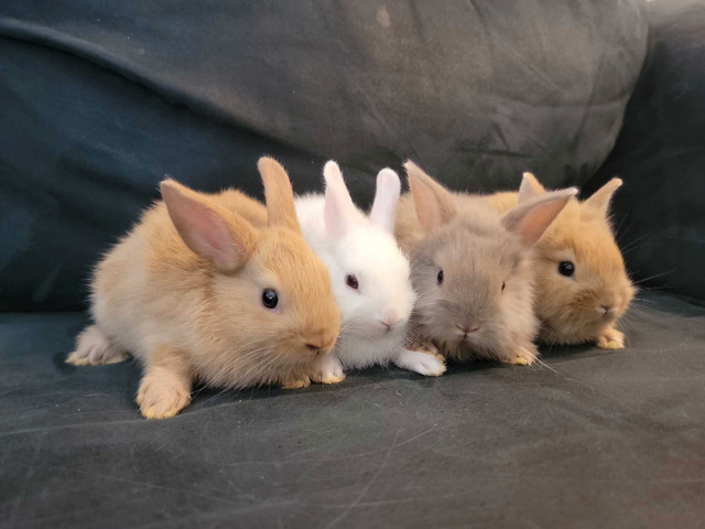 1.5 month - baby bunny rabbit dwarf bunnies rabbits in Small Animals for Rehoming in City of Toronto - Image 2