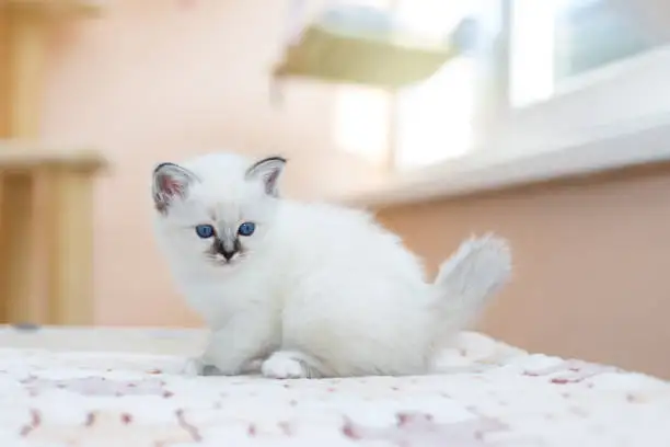 RARE - Amazing Reg&#x27;d Lynx Point  BIRMAN  Kittens