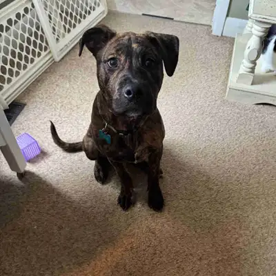 Female, 5 months old. Mix breed. Was told Rottie / Bull Mastiff but I really don’t think so. Maybe 7...